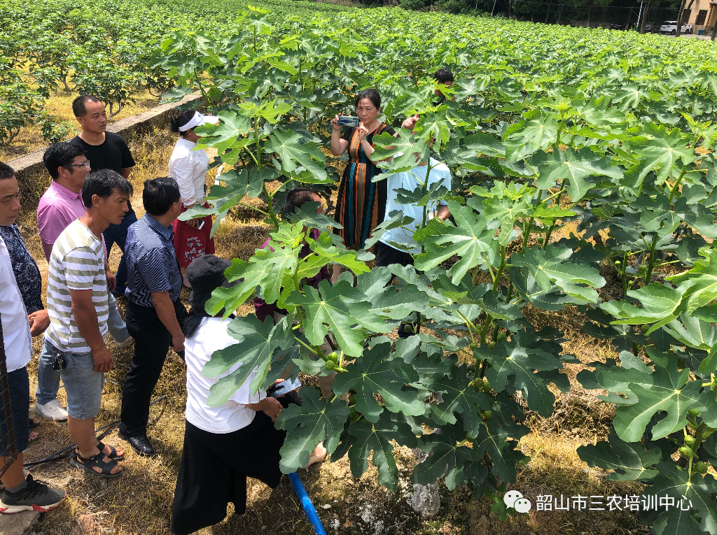 培育新型職業(yè)農(nóng)民 助推鄉(xiāng)村振興——寧鄉(xiāng)市農(nóng)廣校在我中心開(kāi)展新型職業(yè)農(nóng)民培育水果專(zhuān)題班(圖18)
